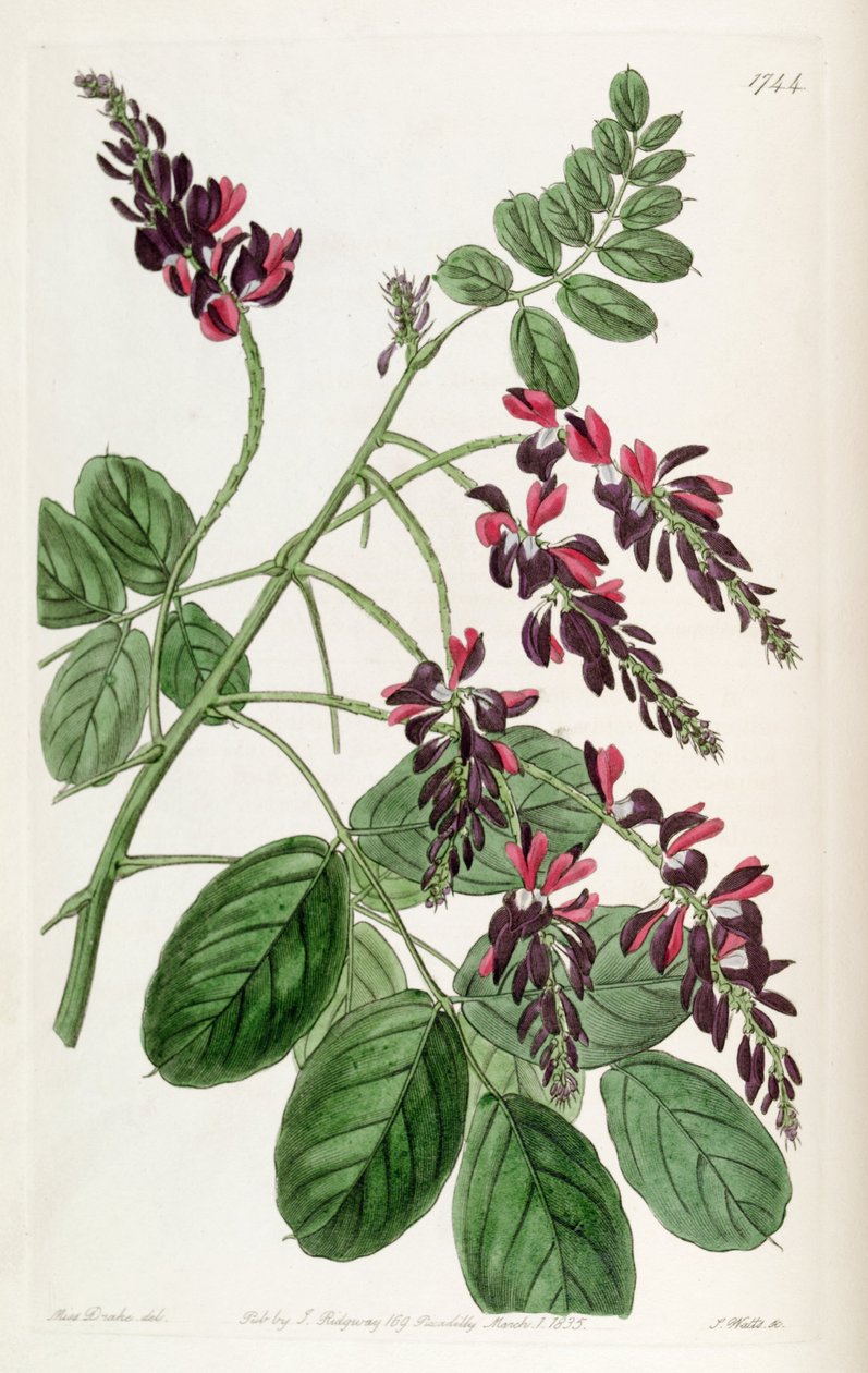 Indigofera atropurpurea tekijältä Unbekannt