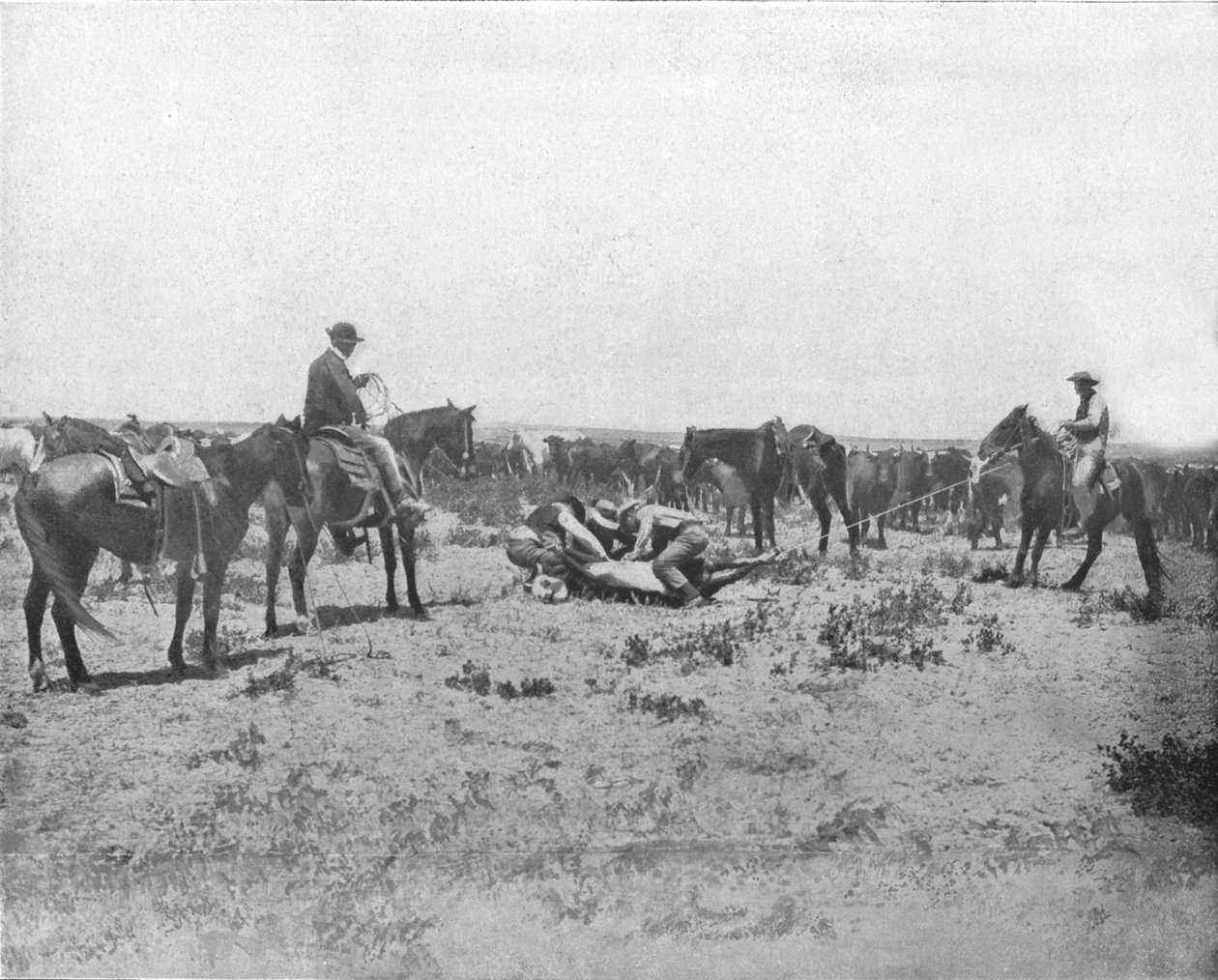 Tarkastetaan tuotemerkkiä Prairiesissa, USA, c1900. tekijältä Unbekannt