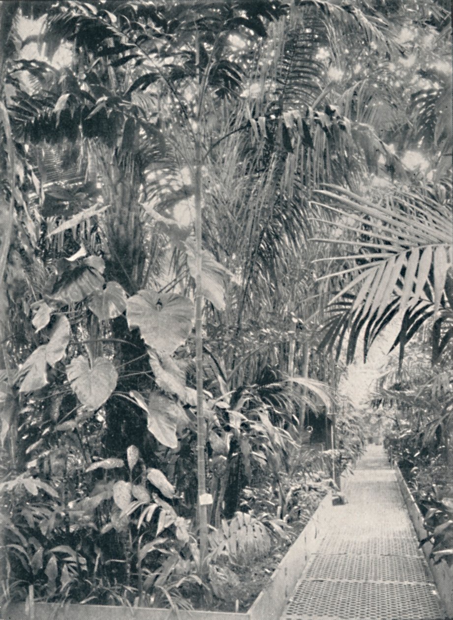 Suuren palmutalon sisustus, Kew Gardens, 1904 tekijältä Unbekannt