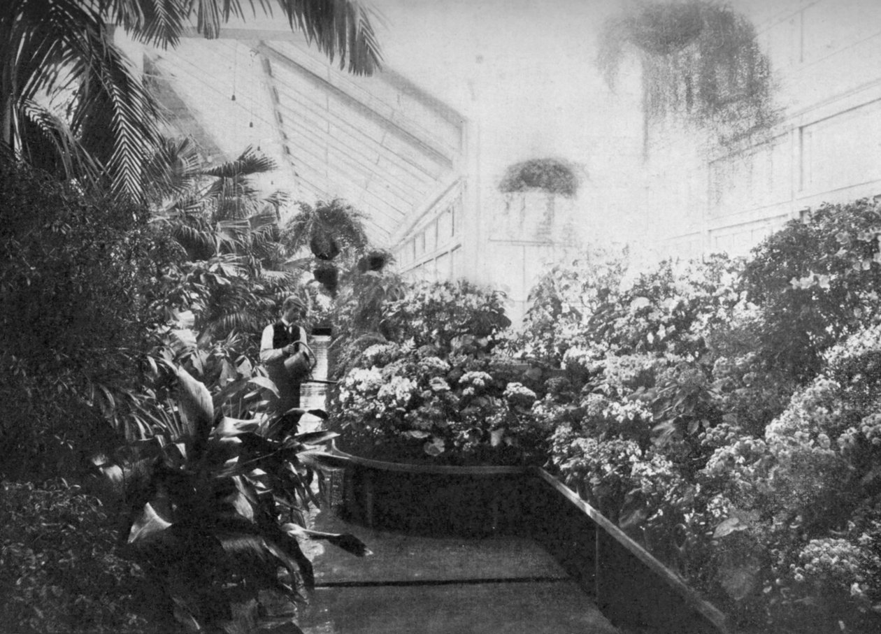 Valkoisen talon kasvihuoneen sisustus, Washington DC, USA, 1908 tekijältä Unbekannt