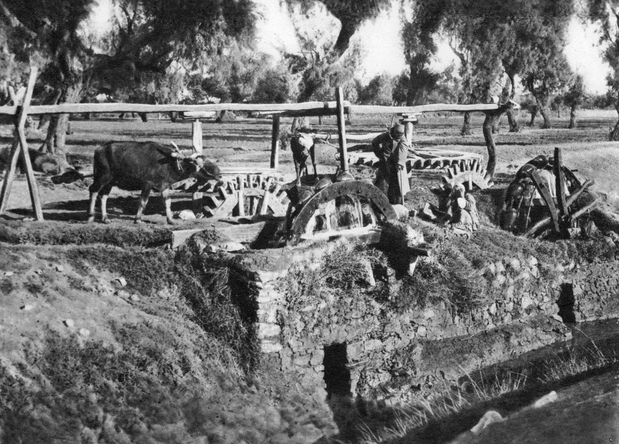 Kastelupellot lähellä Kairoa, Egypti, 1920-luku tekijältä Unbekannt