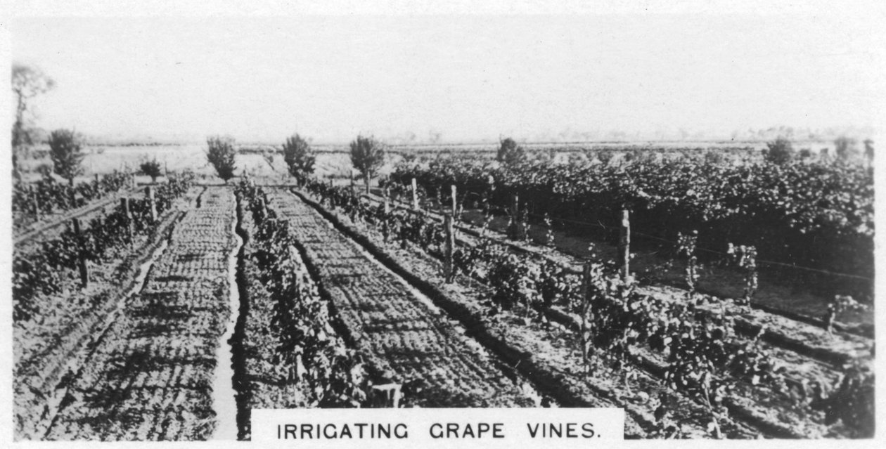 Kastelu viiniköynnöksiä, Australia, 1928 tekijältä Unbekannt