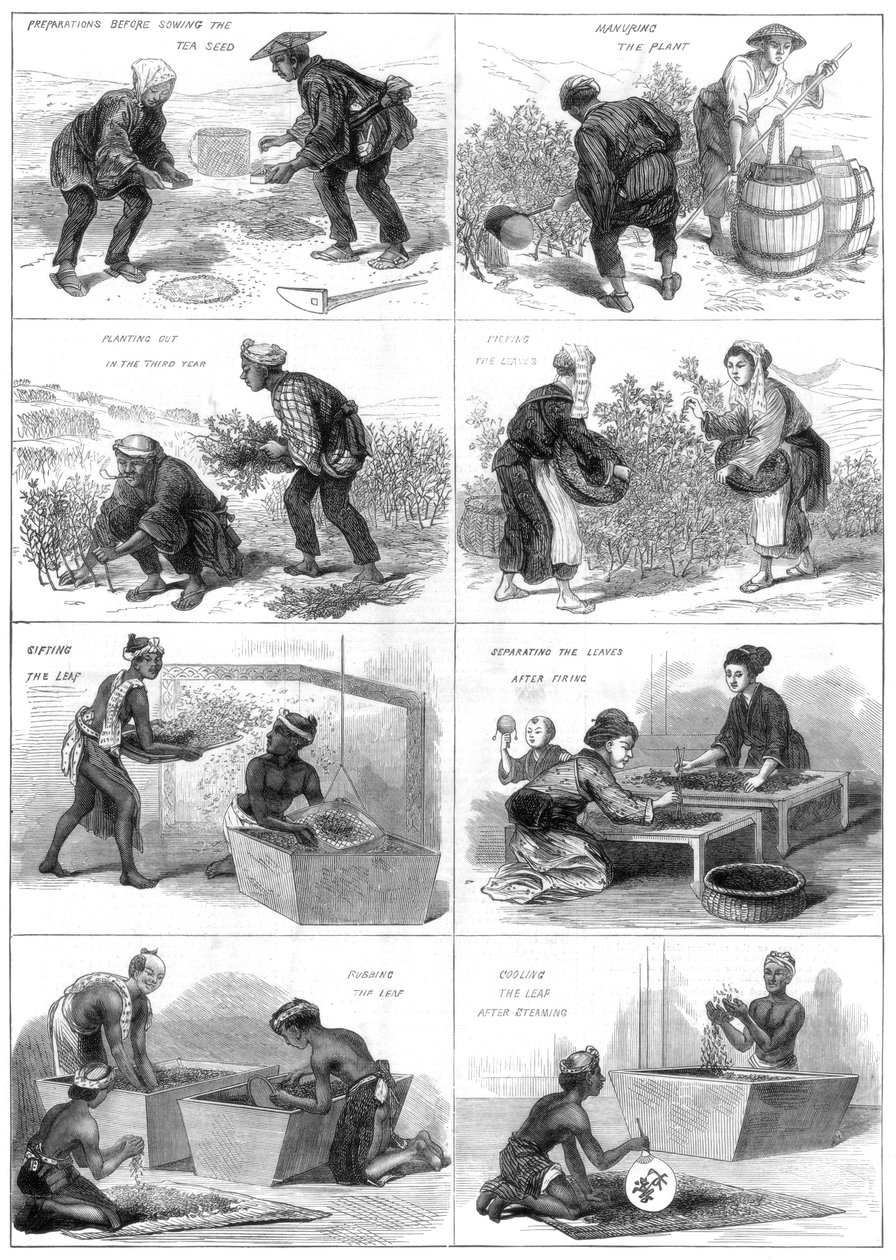 Japanilainen teen tuotanto, 1874 tekijältä Unbekannt