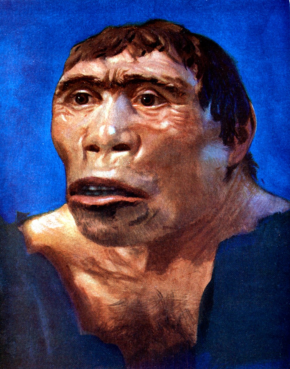 Java Man Pithecanthropus erectus tekijältä Unbekannt