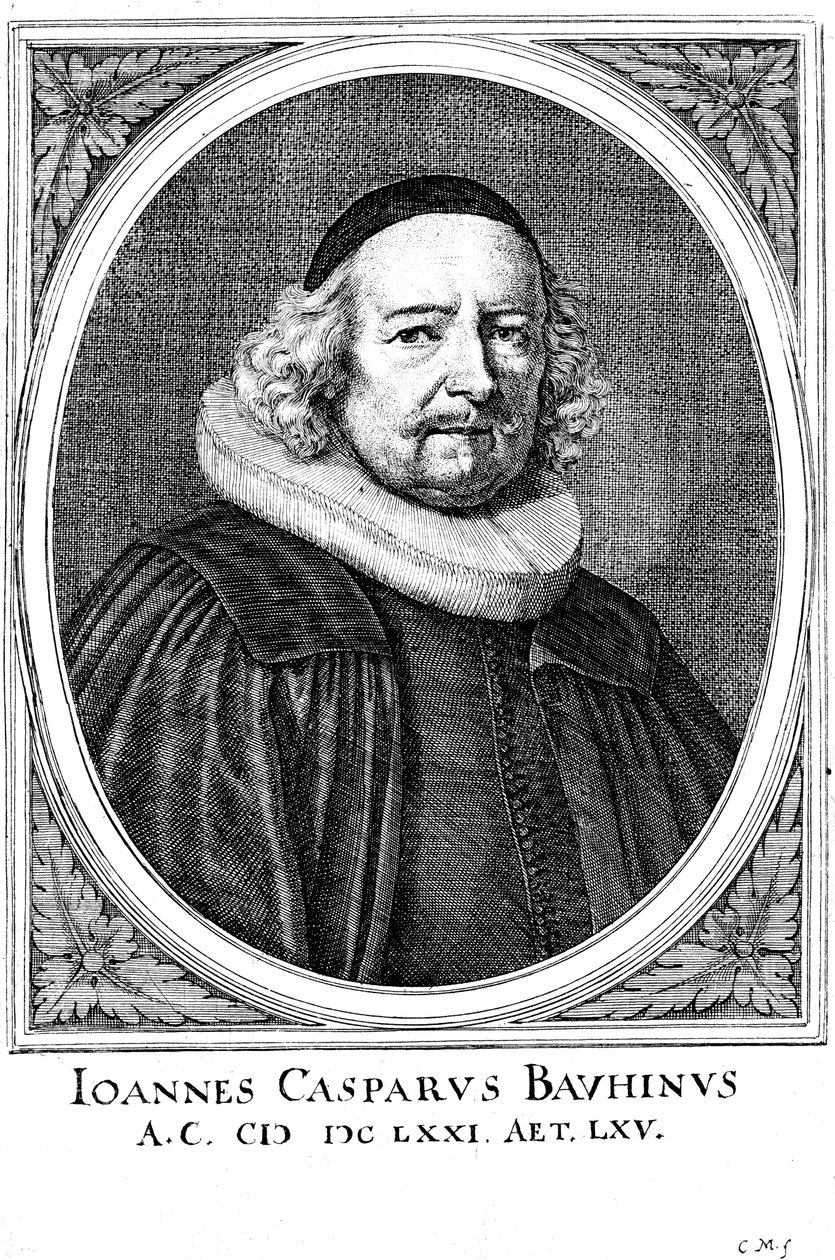 Jean Caspar Bauhin 1606-1659, sveitsiläinen lääkäri ja kasvitieteilijä tekijältä Unbekannt