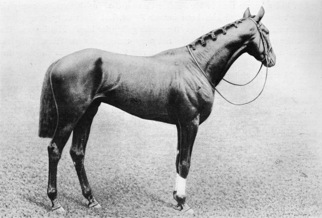 Jedda, 1895-1909, 1911 tekijältä Unbekannt