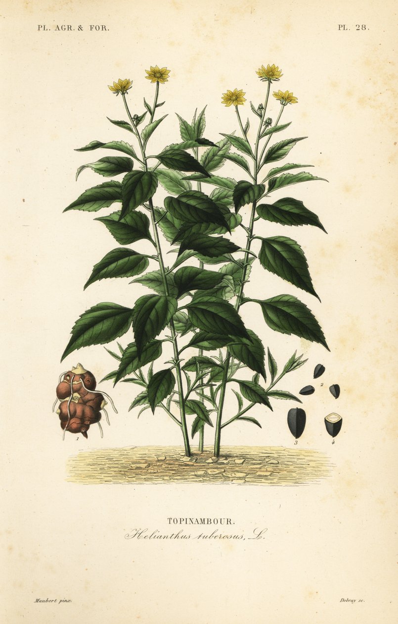 Maa-artisokka neuloillaan, Helianthus tuberosus, Tapinambo tekijältä Unbekannt