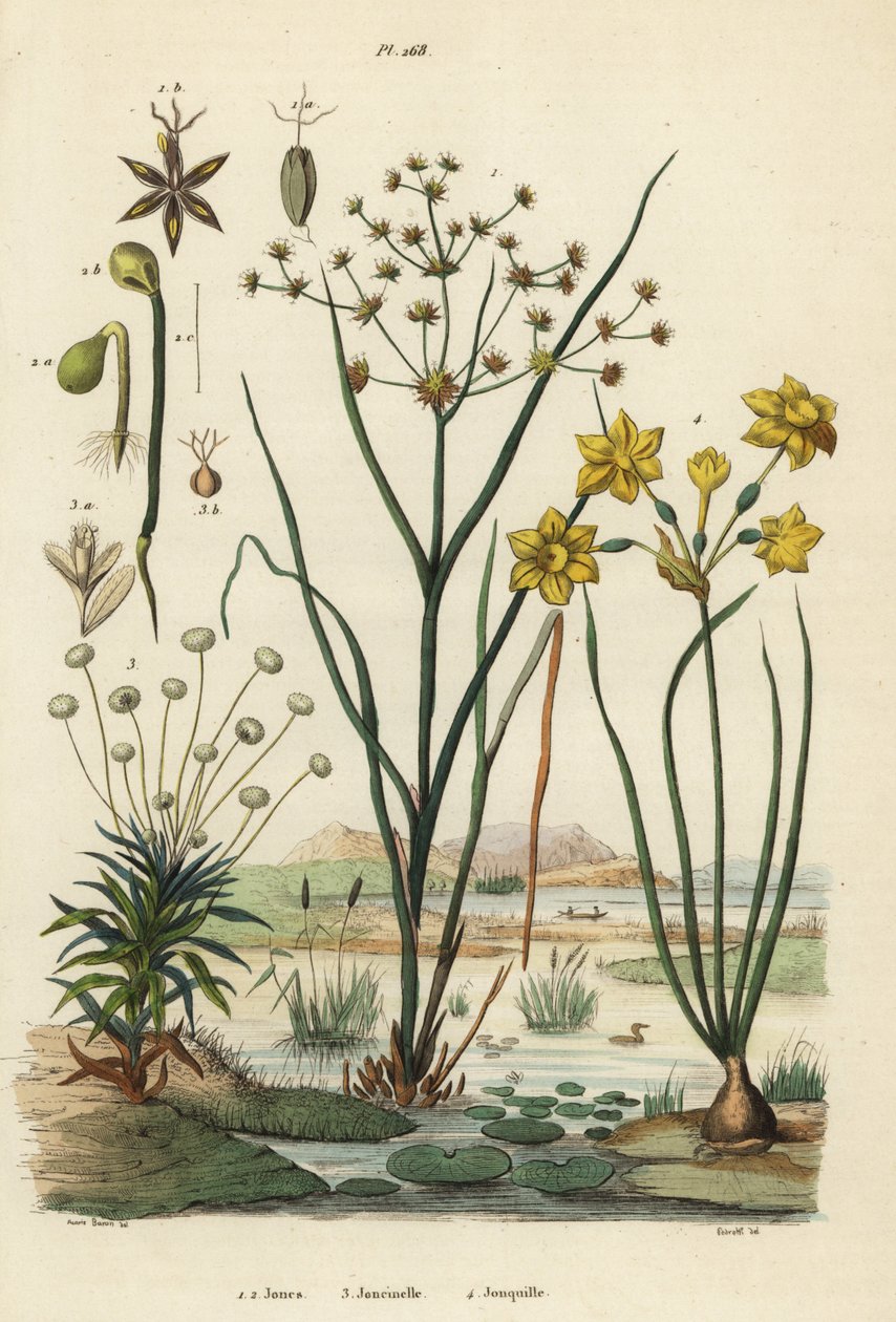 Nivelruissu, Juncus articulatus 1, rupikonnarupikonna, Juncus bufonius 2, piippuruoho, Paepalanthus dendroides 3, ja narsissi, Narcissus jonquilla 4. Jones, Joncinelle, Jonquille tekijältä Unbekannt