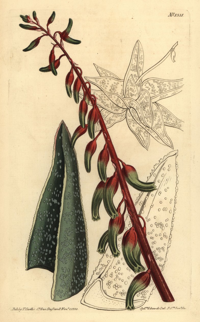 Kölninen gasteria, Gasteria carinata tekijältä Unbekannt