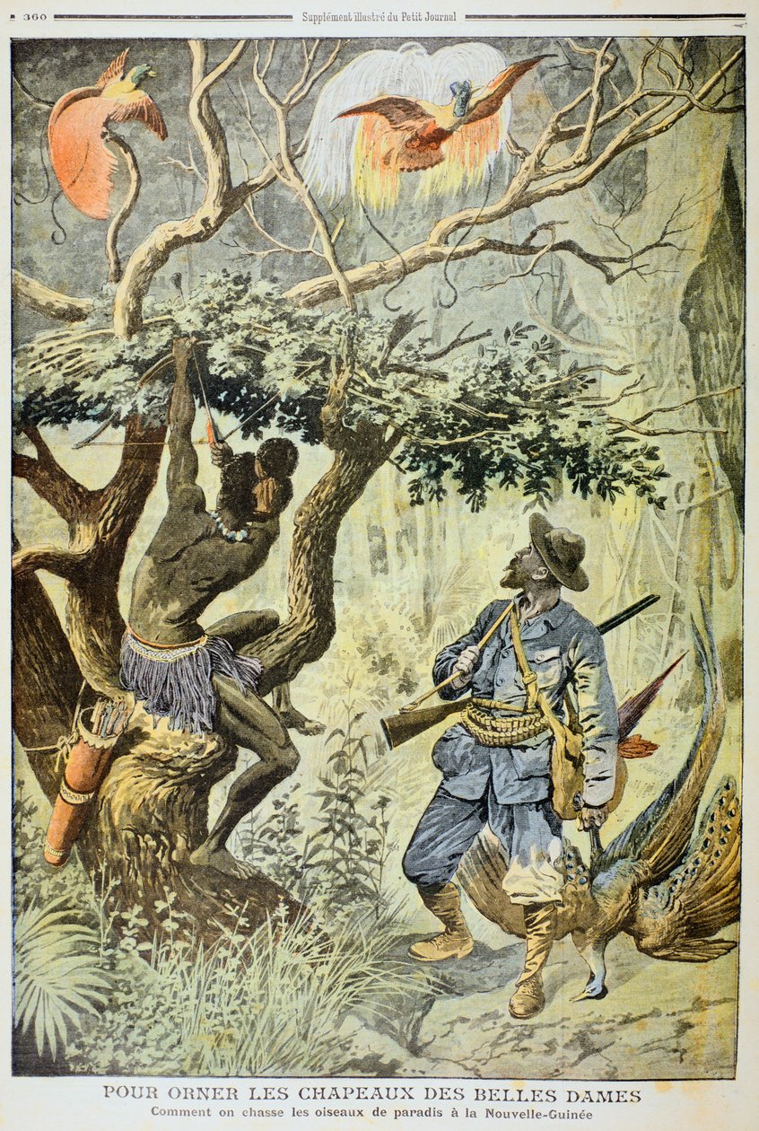 Killing Birds of Paradise, Uusi-Guinea, 1908 tekijältä Unbekannt