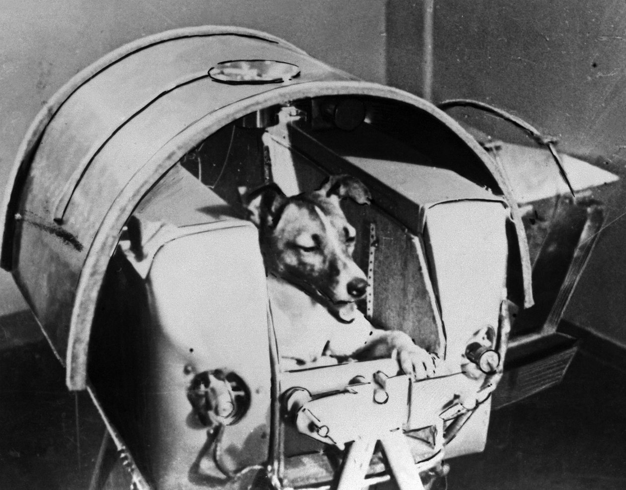 Laika, venäläinen kosmonauttikoira, 1957 tekijältä Unbekannt