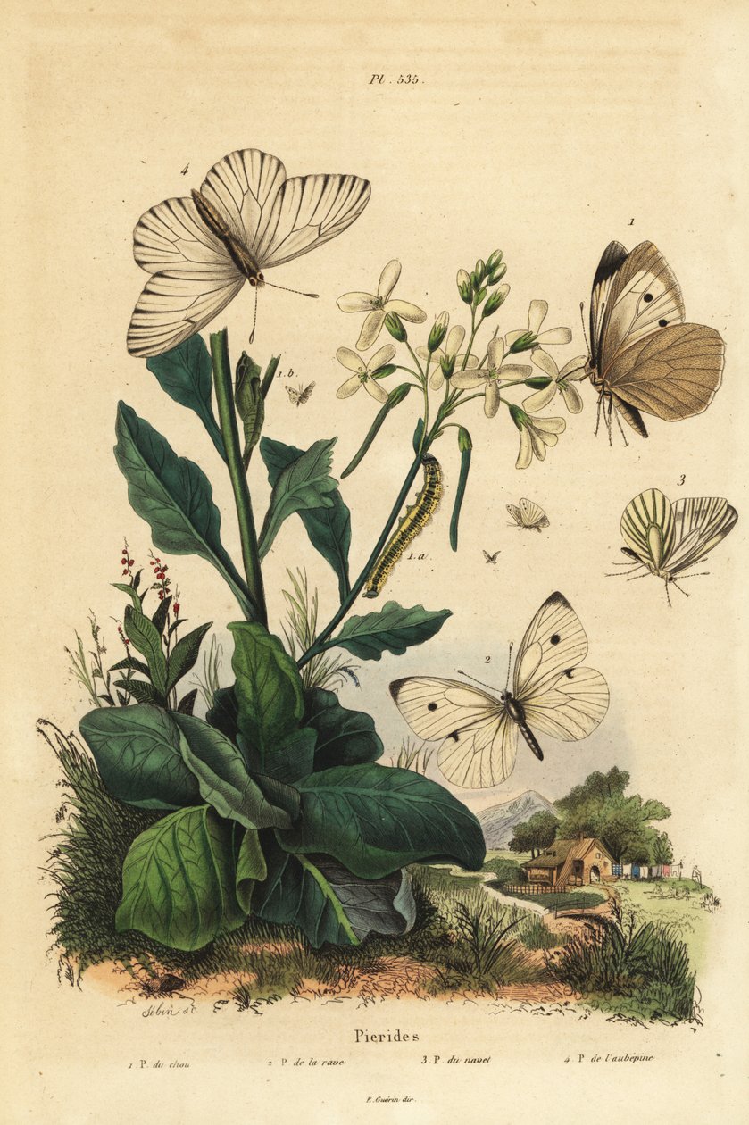 Suuri valkoinen, Pieris brassicae 1, pieni valkoinen, Pieris rapae 2, vihreäsuonivalkoinen, Pieris napi 3 ja mustasuonivalkoinen, Aporia crataegi 4. Pierid perhoset tekijältä Unbekannt