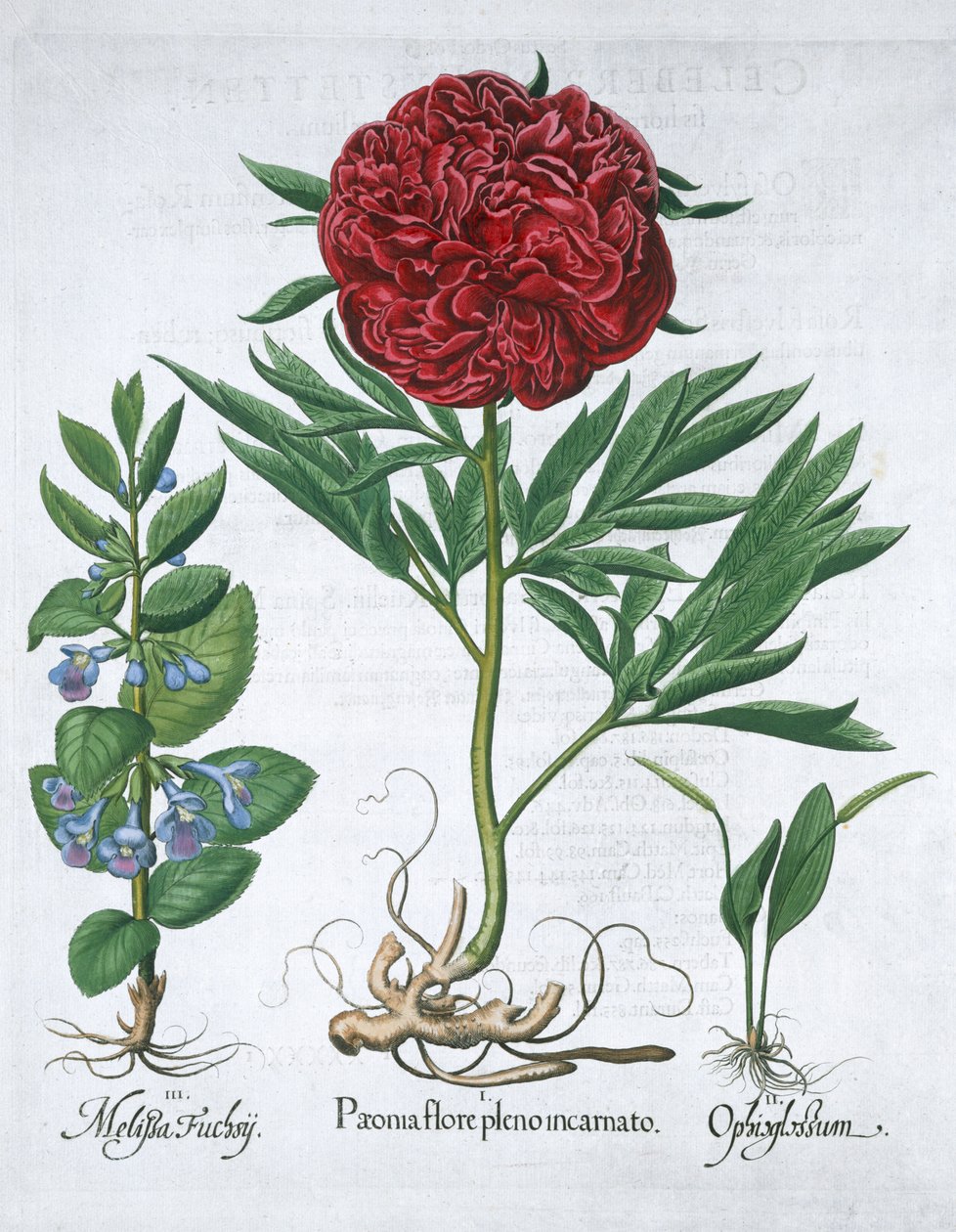Sitruunamelissa, pioni ja saniainen, 1613 tekijältä Unbekannt