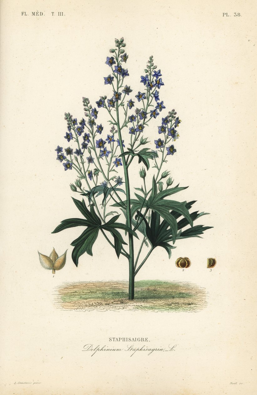 Like-Bene ja Stavessere, Delphinium Staphysagriae, Staphysagri tekijältä Unbekannt