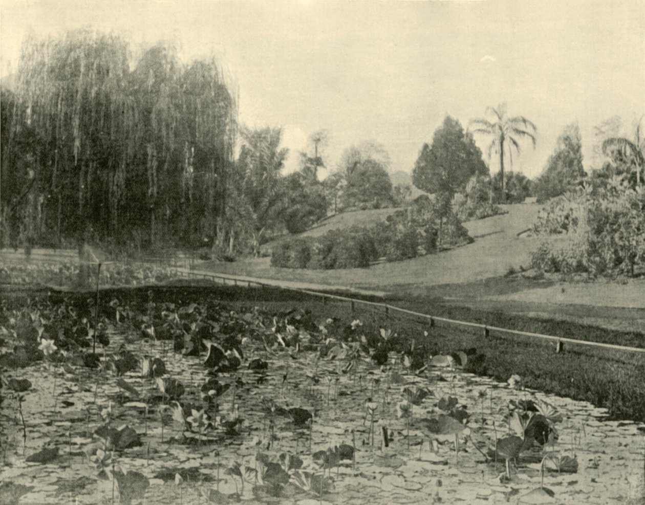Lily Pond, Brisbanen kasvitieteellinen puutarha, 1901. tekijältä Unbekannt