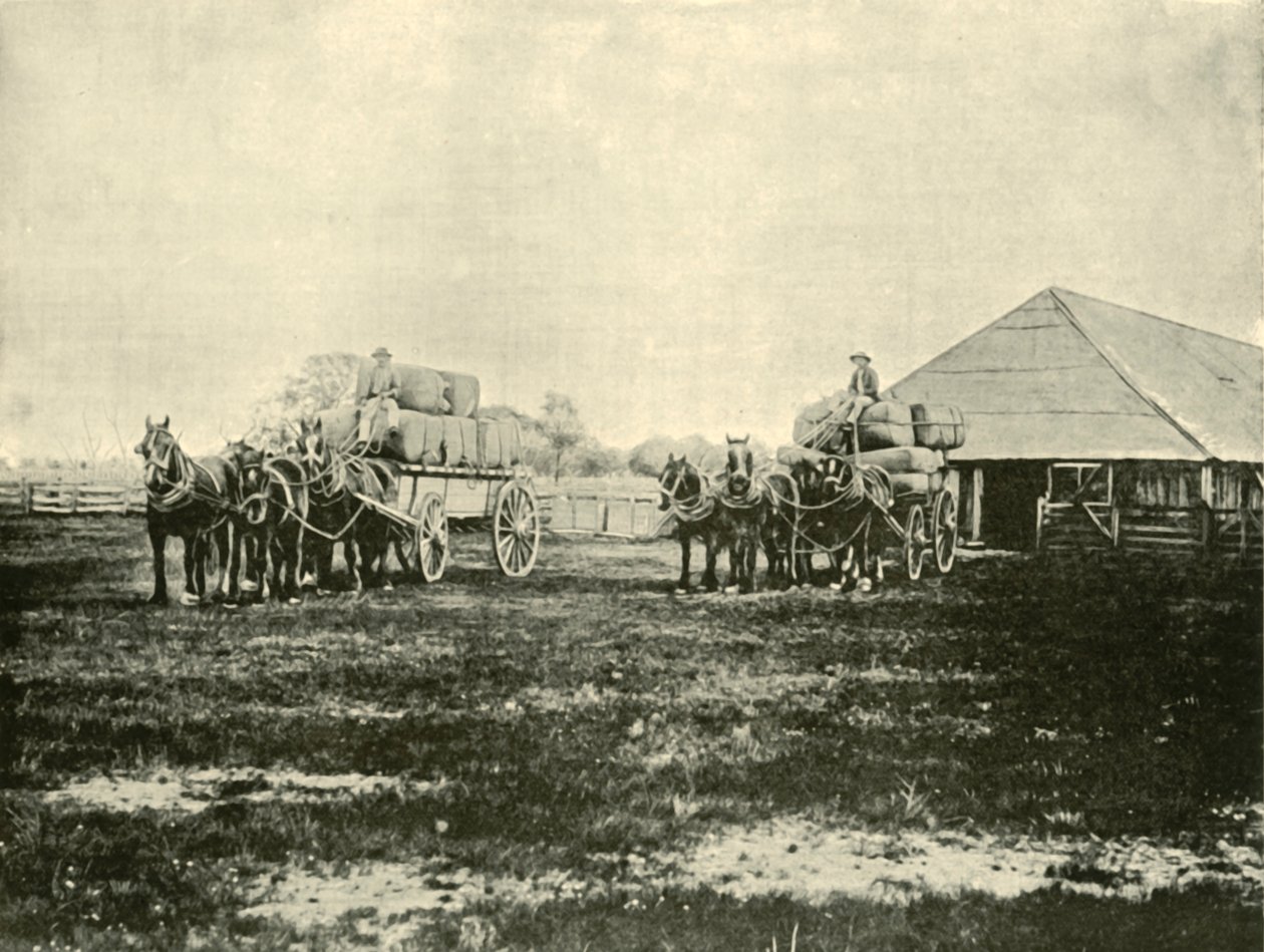 Ladataan villaa, Warrawoohin asema, Wimmera, 1901. tekijältä Unbekannt
