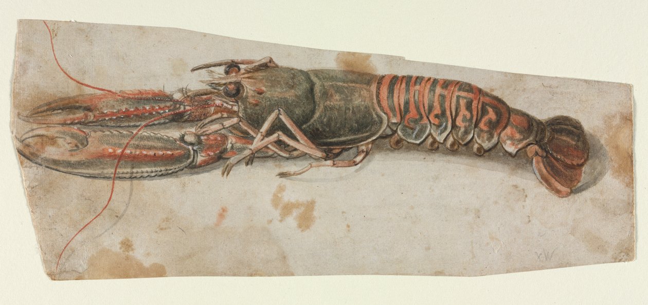 Hummeri, 1600-luku. tekijältä Unbekannt