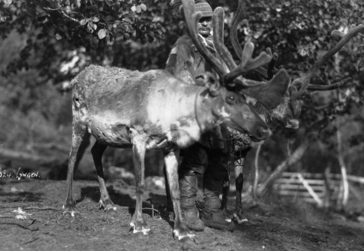 Paikallinen mies poron kanssa, Lyngen, Pohjois-Norja, 1920-c1930-luku tekijältä Unbekannt
