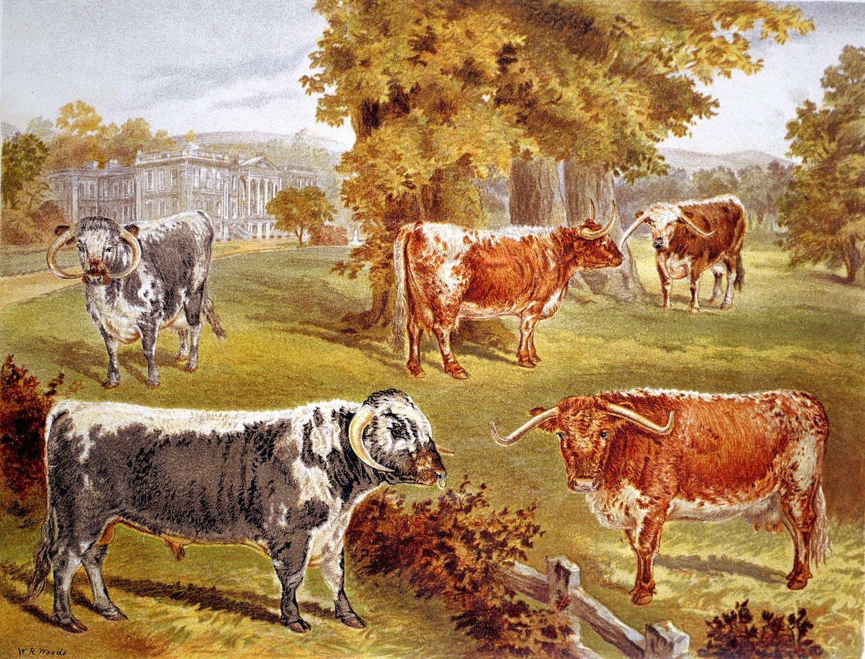 Sir John Harpur-Crewen omistama Longhorn-nauta, Calke Abbey, 1885 tekijältä Unbekannt