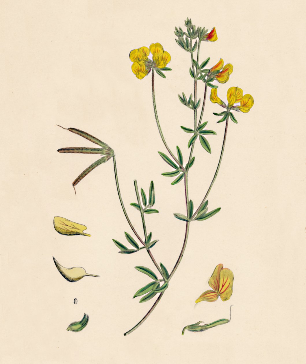 Lotus tenius. Slender Birds-foot Trefoil, 18th Century tekijältä Unbekannt