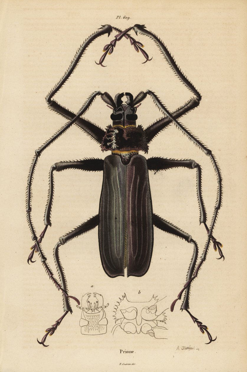 Macrotoma hayesii Beatle tekijältä Unbekannt