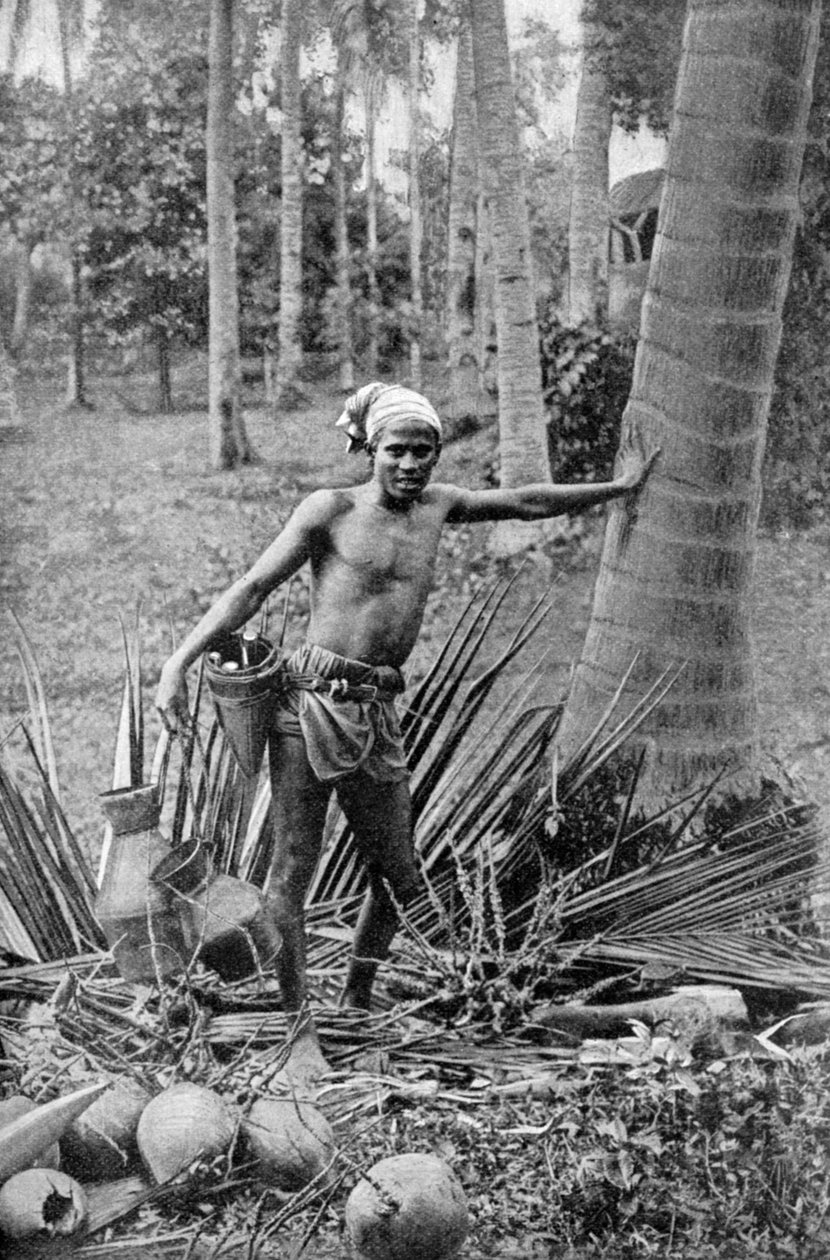 Malaiji kerää makeaa toddy-puun viiniä, 1922 tekijältä Unbekannt