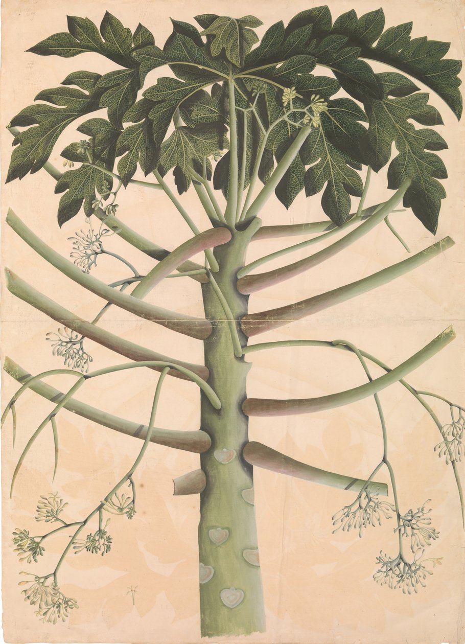 Urospapaijapuu, n. 1790-1800. tekijältä Unbekannt