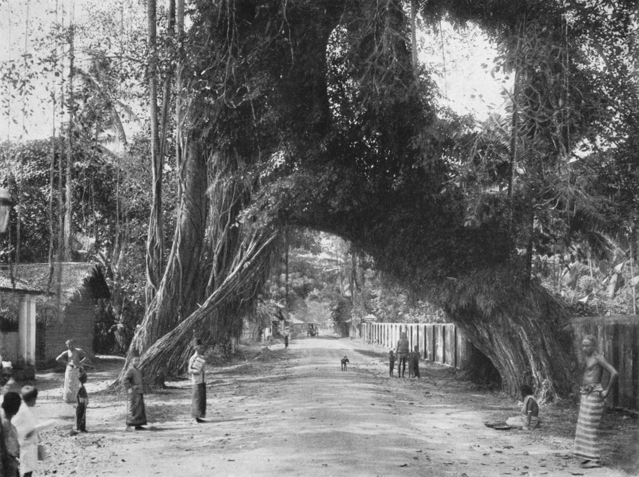 Kuvankaunis vanha viikunapuu Ficus indica Colombo-Galle-tiellä lähellä Kalutaraa, 1926 tekijältä Unbekannt