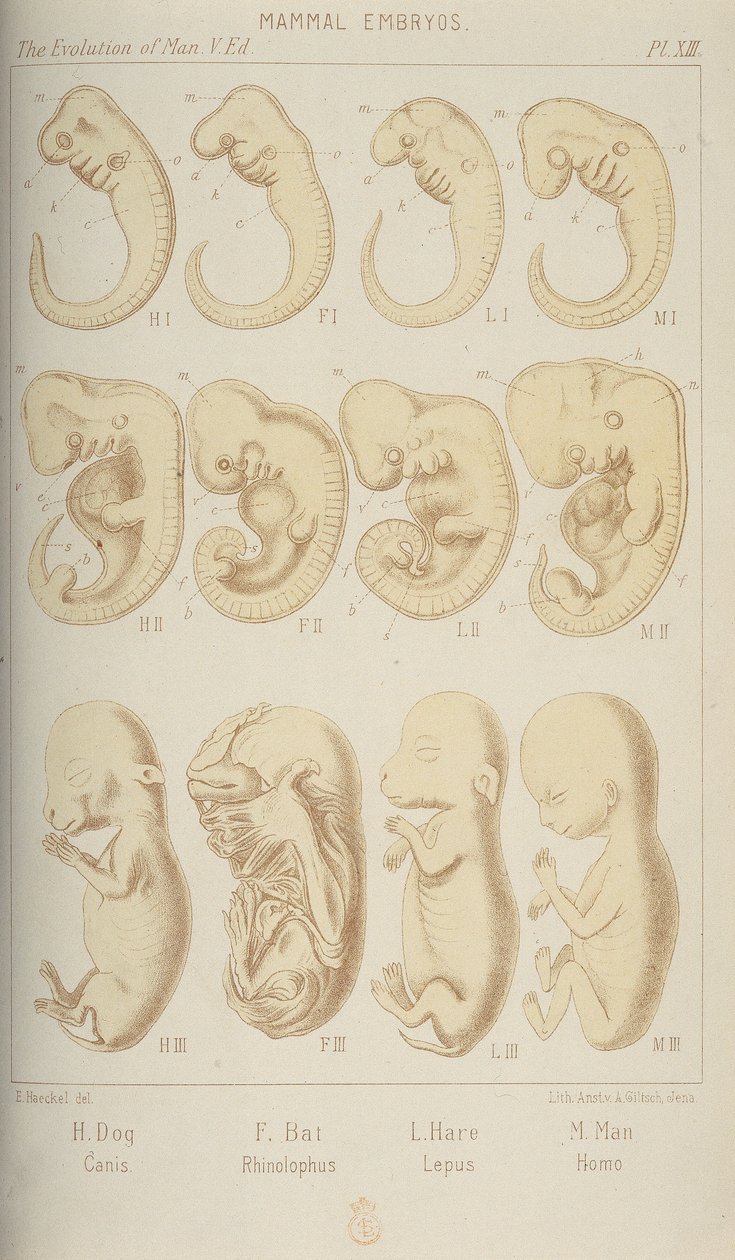 Nisäkkäiden alkiot, 1905 tekijältä Unbekannt