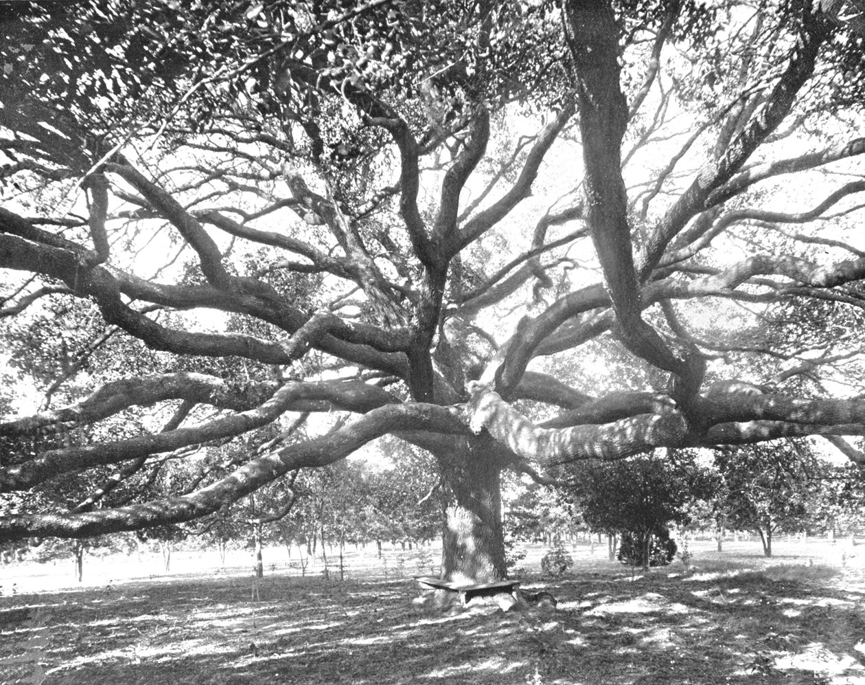 Mammoth Live Oak, lähellä Jacksonvilleä, Florida, USA, c1900. tekijältä Unbekannt