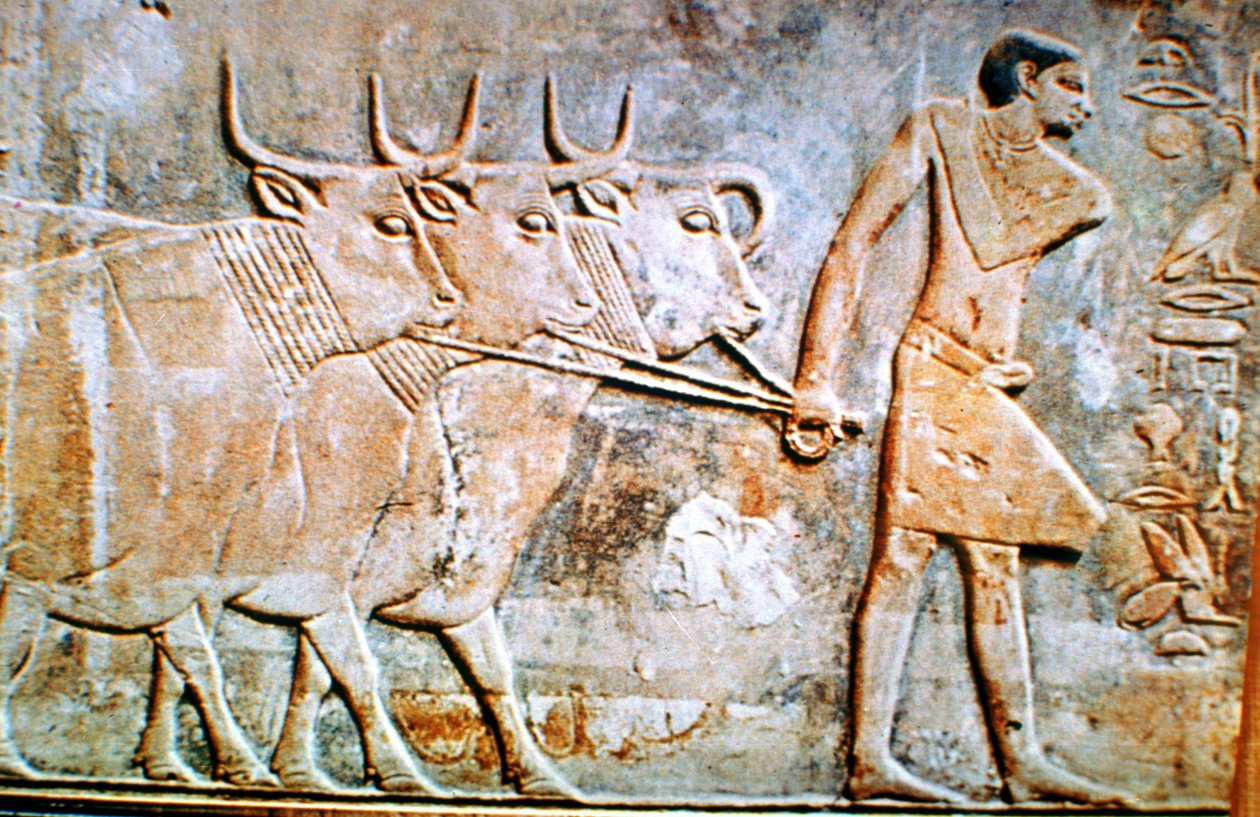 Mies johtaa karjaa, seinäreliefi Ptahhotepin haudalta, Saqqara, Egypti, 24. vuosisadalla eaa. tekijältä Unbekannt