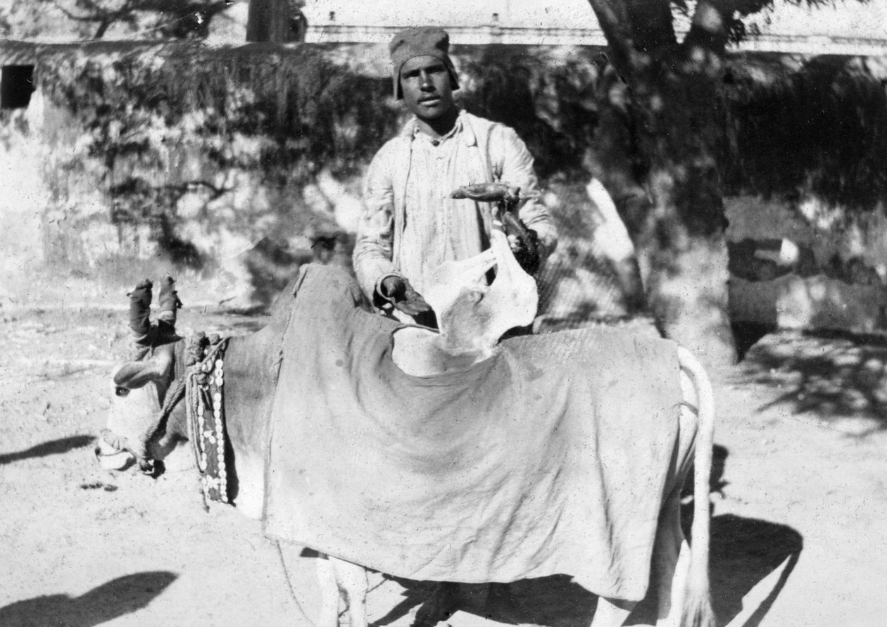 Mies epämuodostuneen lehmän kanssa, Intia, 1916-1917 tekijältä Unbekannt