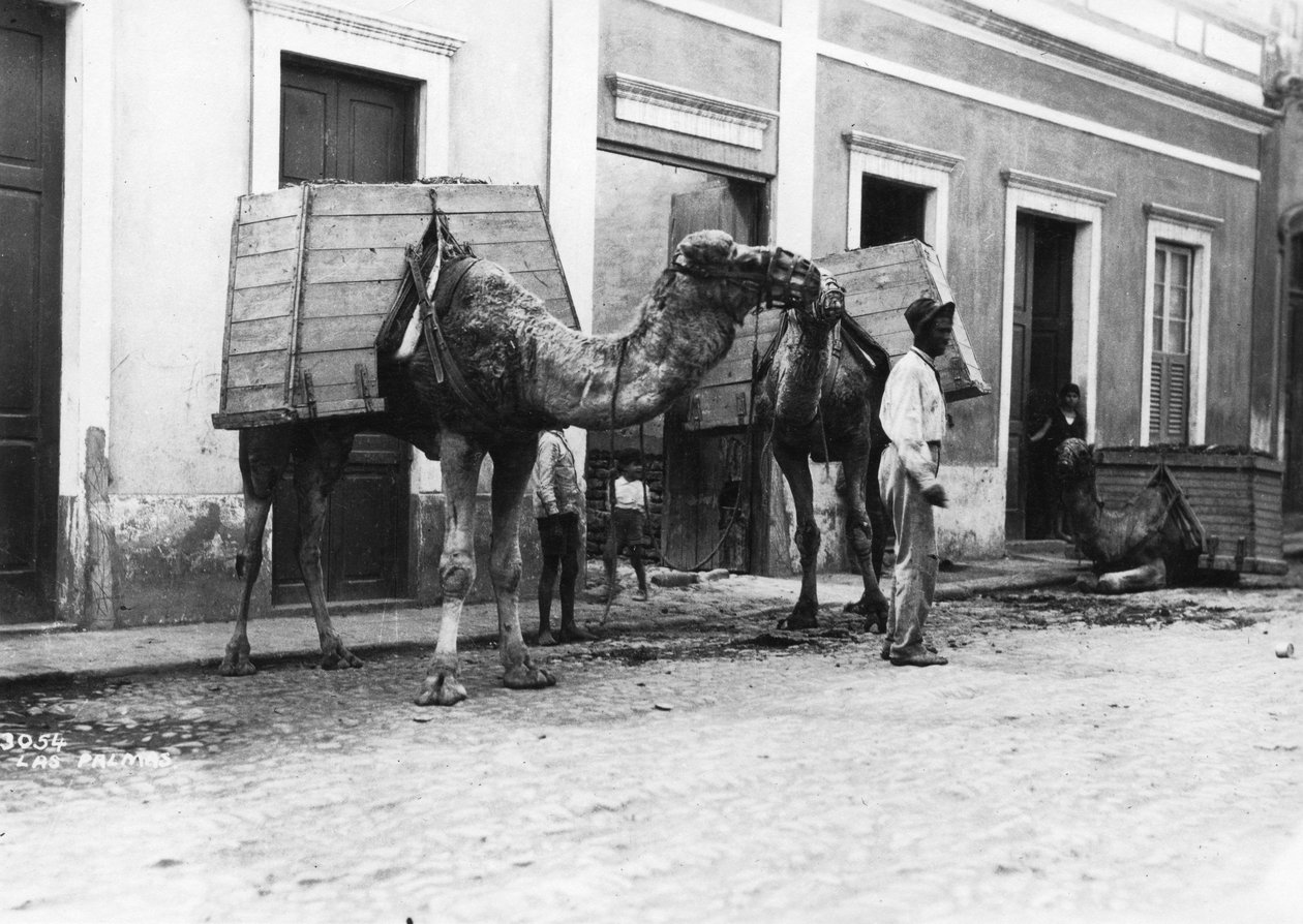 Mies kamelien kanssa, Las Palmas, Gran Canaria, Kanariansaaret, Espanja, 1920-c1930-luku tekijältä Unbekannt