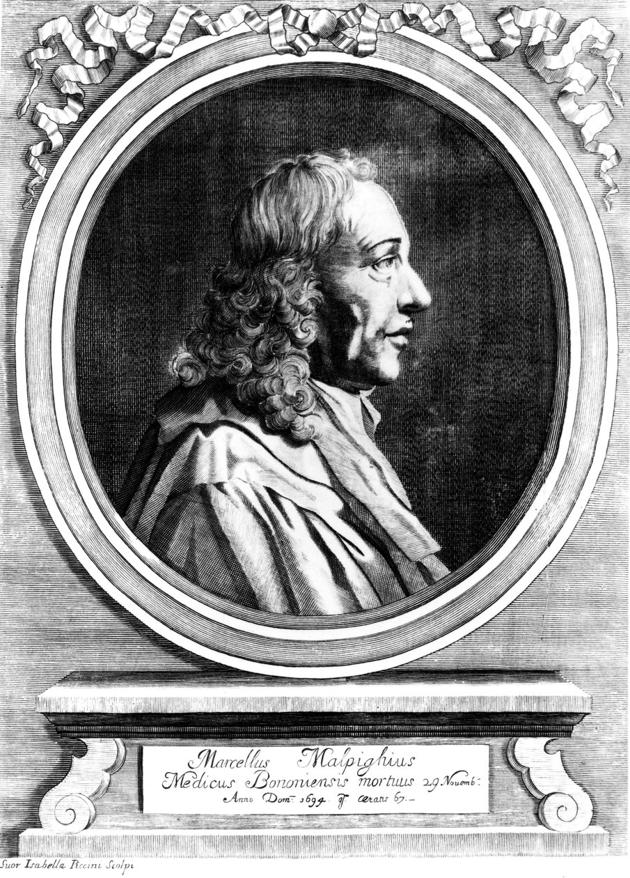 Marcello Malpighi, italialainen lääketieteen pioneeri, n. 1870 tekijältä Unbekannt