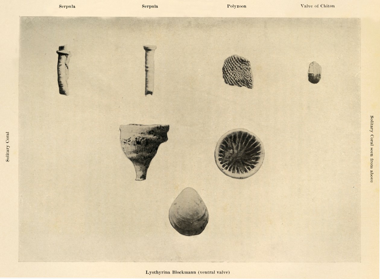 Meren organismit, Suurennus 1 12, c1908, 1909. tekijältä Unbekannt
