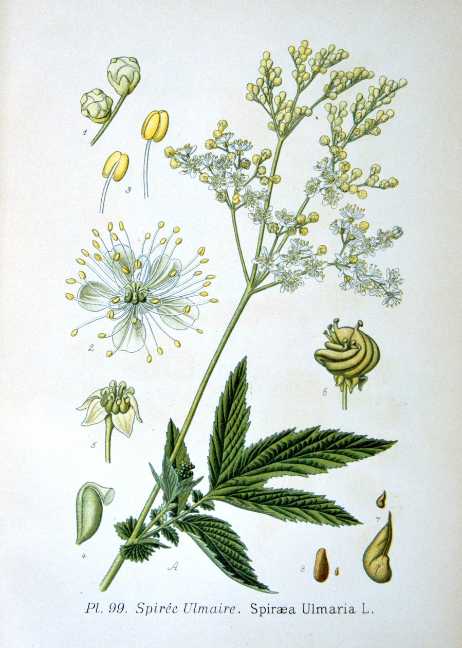 Meadowsweet, 1893 tekijältä Unbekannt