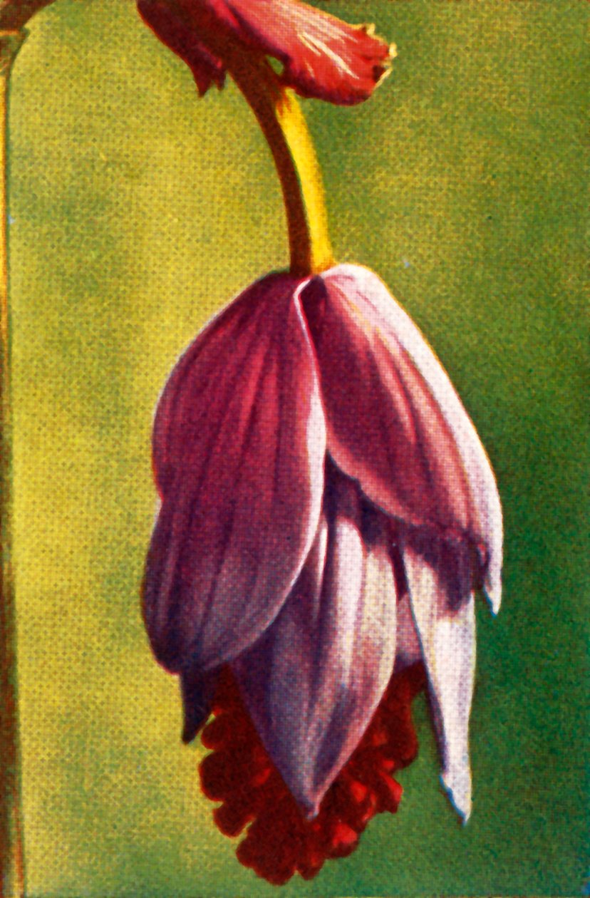 Medinilla, v1928. tekijältä Unbekannt
