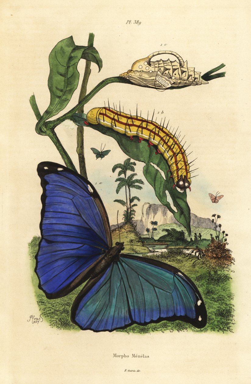Menelaus sininen morpho perhonen, Morpho menelaus, toukka ja nukke tekijältä Unbekannt