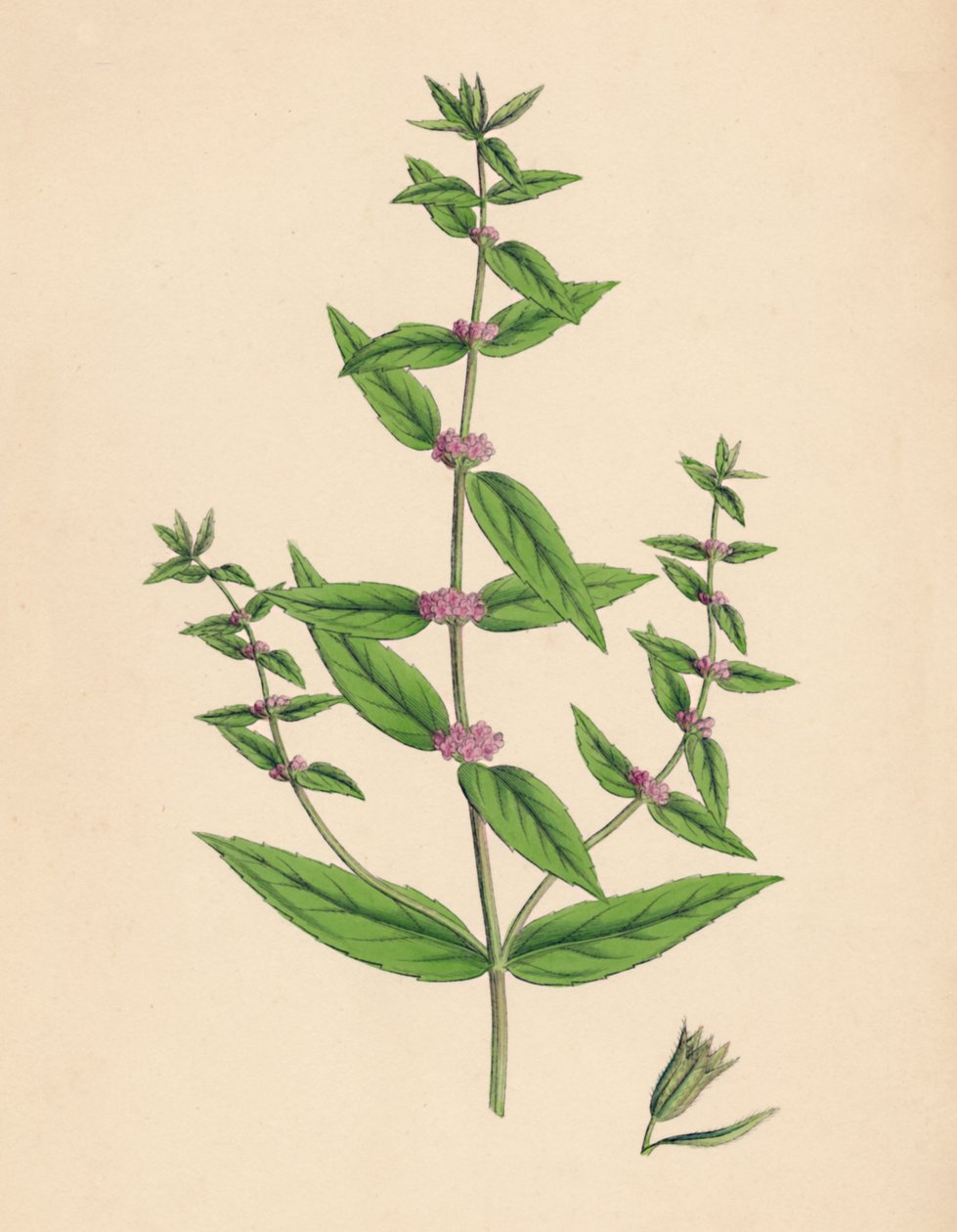 Mentha gracilis, var. aito. Hoikka minttu, 1800-luku tekijältä Unbekannt