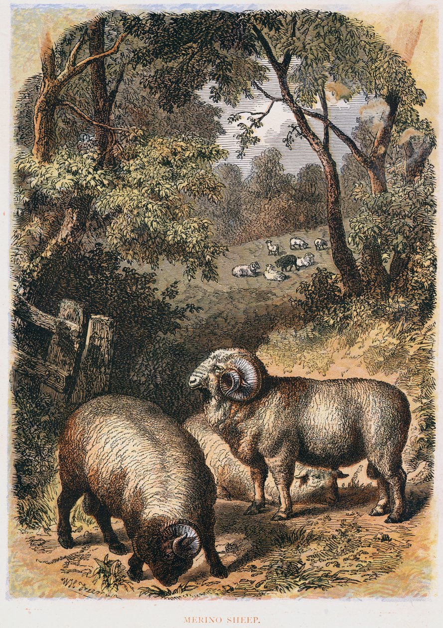 Merinolammas, c1860 tekijältä Unbekannt