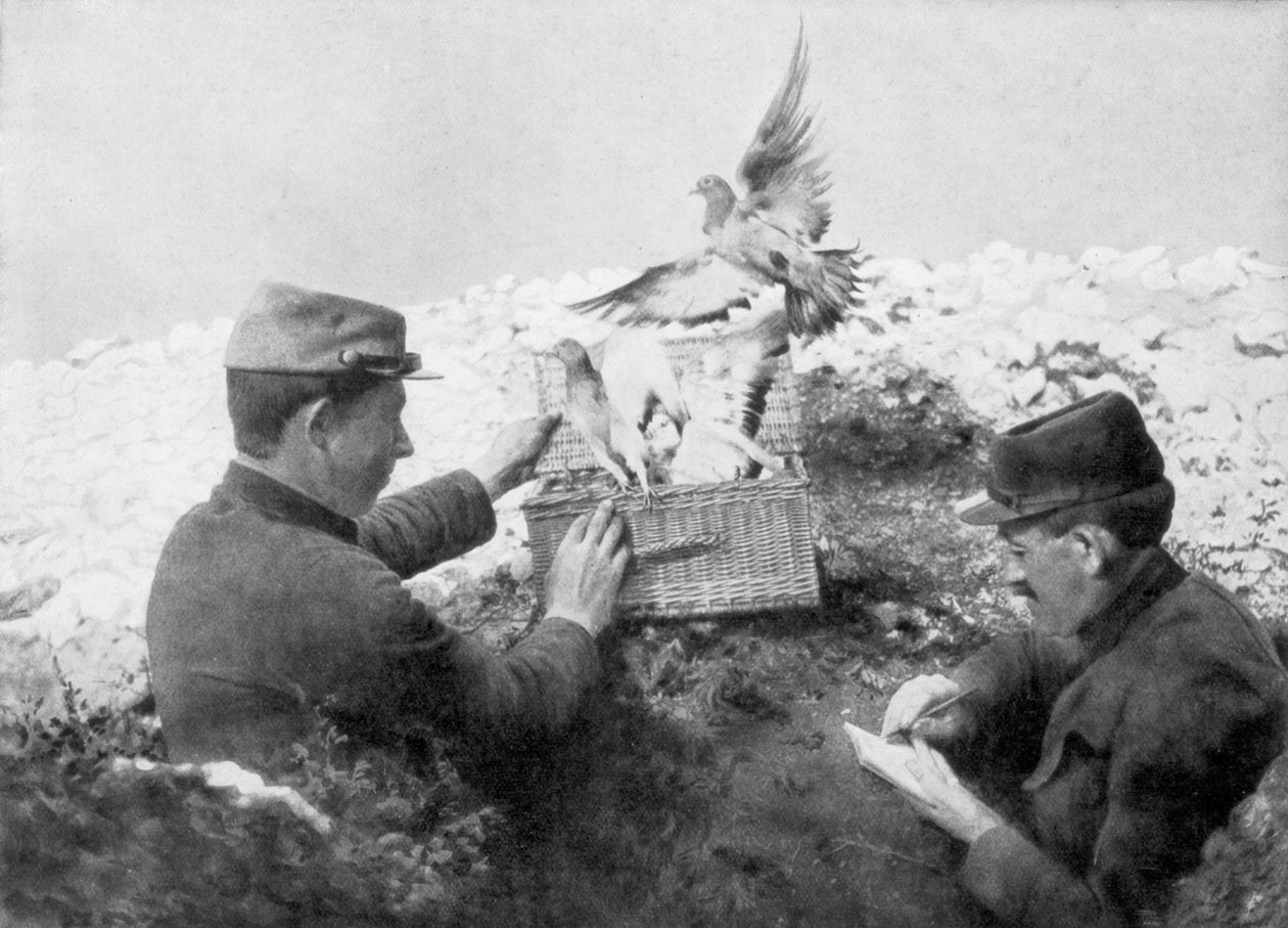 Viestikyyhkysiä vapautetaan etulinjassa, ensimmäinen maailmansota, 1915 tekijältä Unbekannt