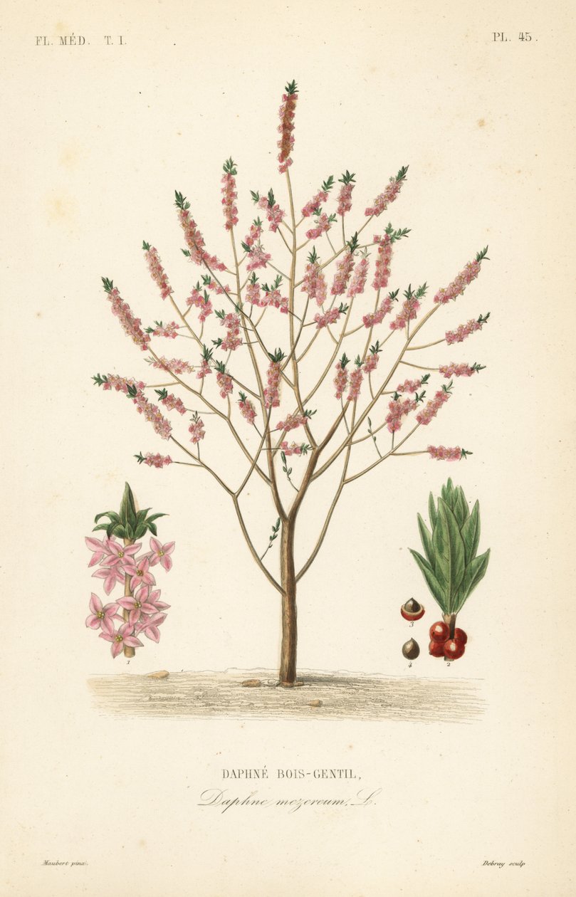 Mezereon tai spurge laurel, Daphne mezereum, Daphne bois-gentil tekijältä Unbekannt