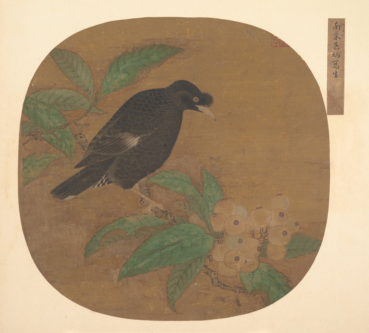 Minah Bird loquatin oksalla. tekijältä Unbekannt