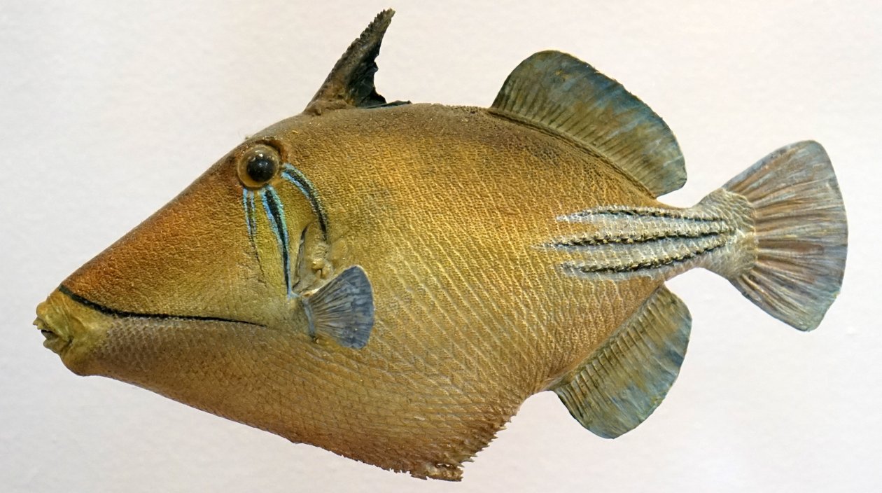 Laguunin triggerfish-malli, 2000 tekijältä Unbekannt