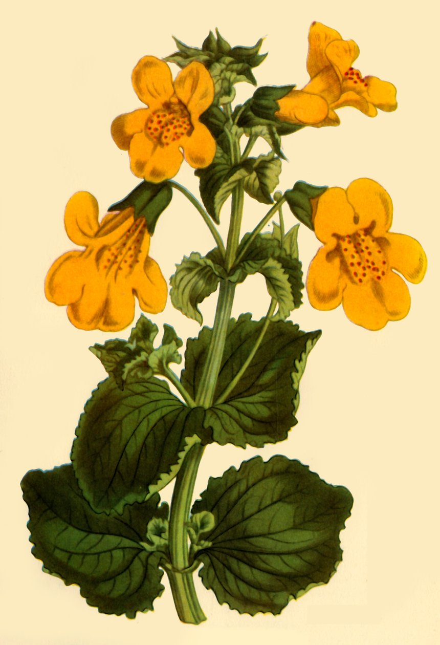 "Apina-kukka", 1812, 1944. tekijältä Unbekannt