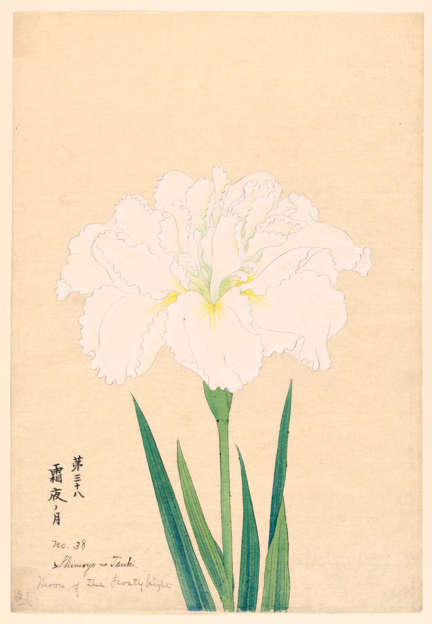 Pakkasyön kuu (Shimoyo no Tsuki), nro 38, n. 1910 tekijältä Unbekannt