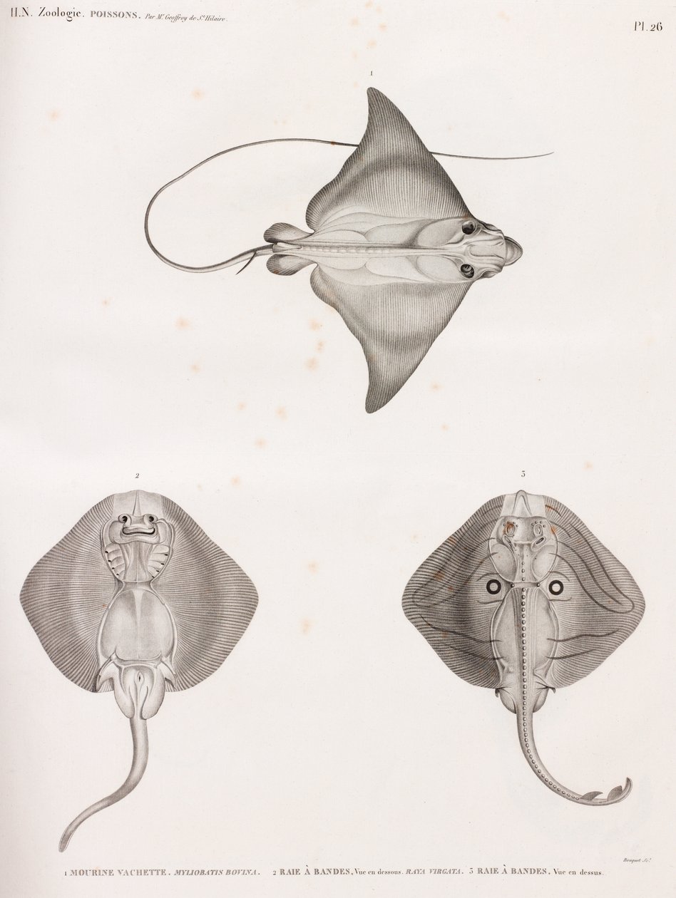 Mourine vasikkanahka & Striped Ray tekijältä Unbekannt