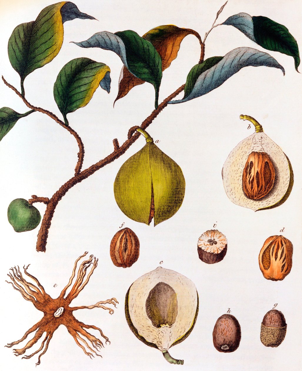 Myristica fragrans - muskottipähkinä, c1798 tekijältä Unbekannt