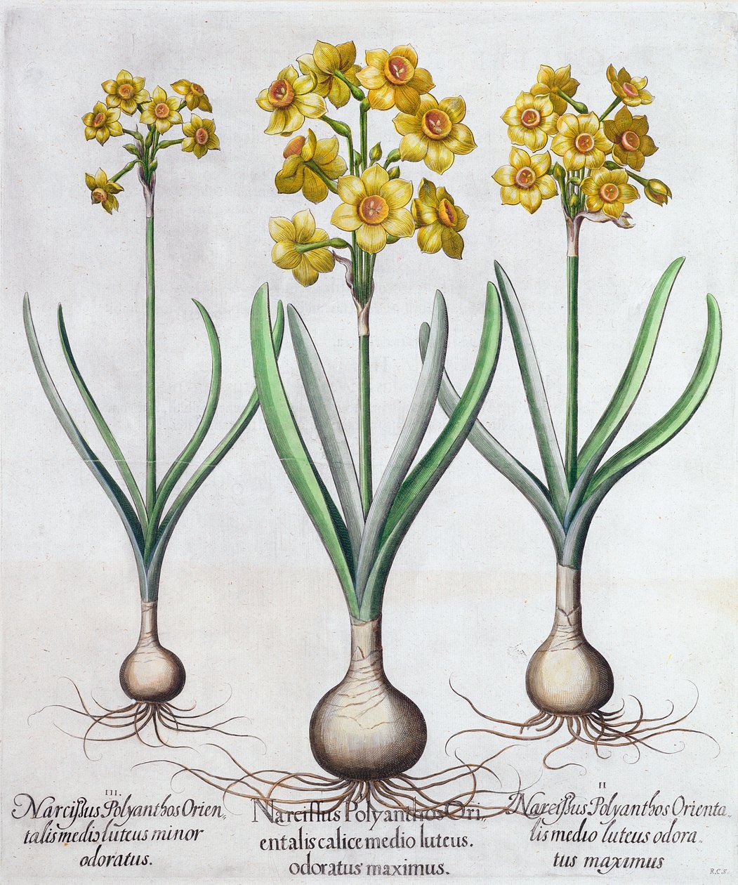 Narcissus, 1613 tekijältä Unbekannt