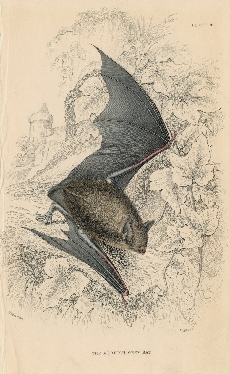 Natterers-lepakko Myotis nattereri, 1828 tekijältä Unbekannt